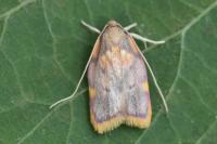 Carcina quercana