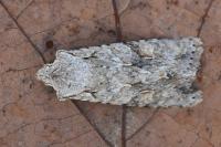 Lithophane ornitopus