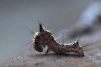 Acronicta psi