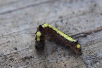 Acronicta psi