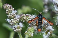 Pyropteron chrysidiforme