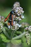 Pyropteron chrysidiforme