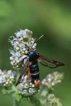 Pyropteron chrysidiforme