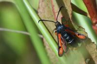 Pyropteron chrysidiforme
