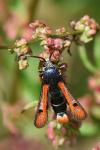 Pyropteron chrysidiforme