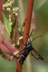 Pyropteron chrysidiforme
