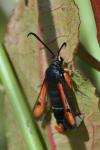 Pyropteron chrysidiforme