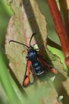 Pyropteron chrysidiforme