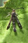 Chamaesphecia aerifrons