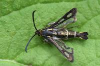 Chamaesphecia aerifrons