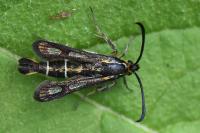 Chamaesphecia aerifrons