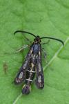 Chamaesphecia aerifrons