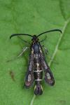 Chamaesphecia aerifrons