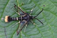 Synanthedon andrenaeformis