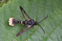 Synanthedon andrenaeformis