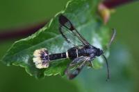 Synanthedon andrenaeformis