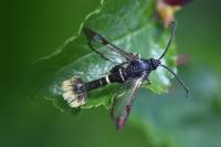 Synanthedon andrenaeformis