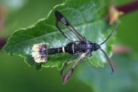 Synanthedon andrenaeformis