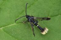 Synanthedon andrenaeformis