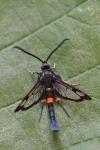 Synanthedon myopaeformis