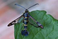 Synanthedon conopiformis