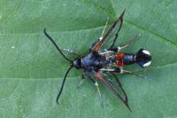 Synanthedon formicaeformis