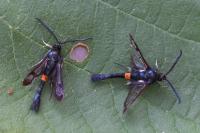 Synanthedon myopaeformis