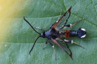 Synanthedon formicaeformis