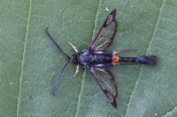 Synanthedon myopaeformis