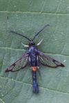 Synanthedon myopaeformis