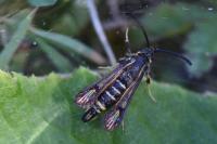 Bembecia ichneumoniformis