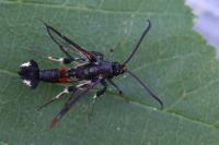 Synanthedon formicaeformis