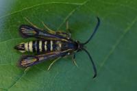 Bembecia ichneumoniformis