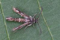 Pyropteron affine
