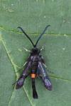 Synanthedon myopaeformis