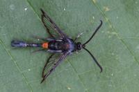 Synanthedon myopaeformis