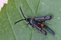 Synanthedon myopaeformis