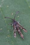 Pyropteron affine
