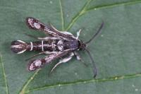 Pyropteron affine