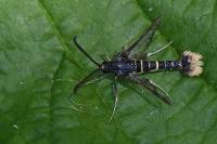 Synanthedon andrenaeformis