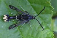 Synanthedon andrenaeformis