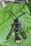 Synanthedon andrenaeformis
