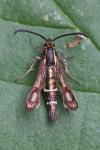 Chamaesphecia aerifrons