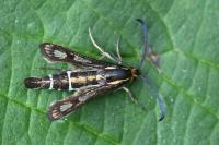 Chamaesphecia aerifrons