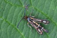 Chamaesphecia aerifrons