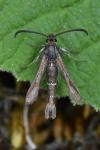 Chamaesphecia aerifrons