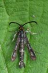 Chamaesphecia aerifrons