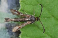Chamaesphecia aerifrons