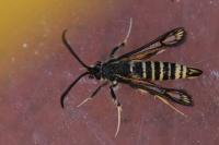 Bembecia ichneumoniformis