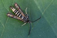 Bembecia ichneumoniformis